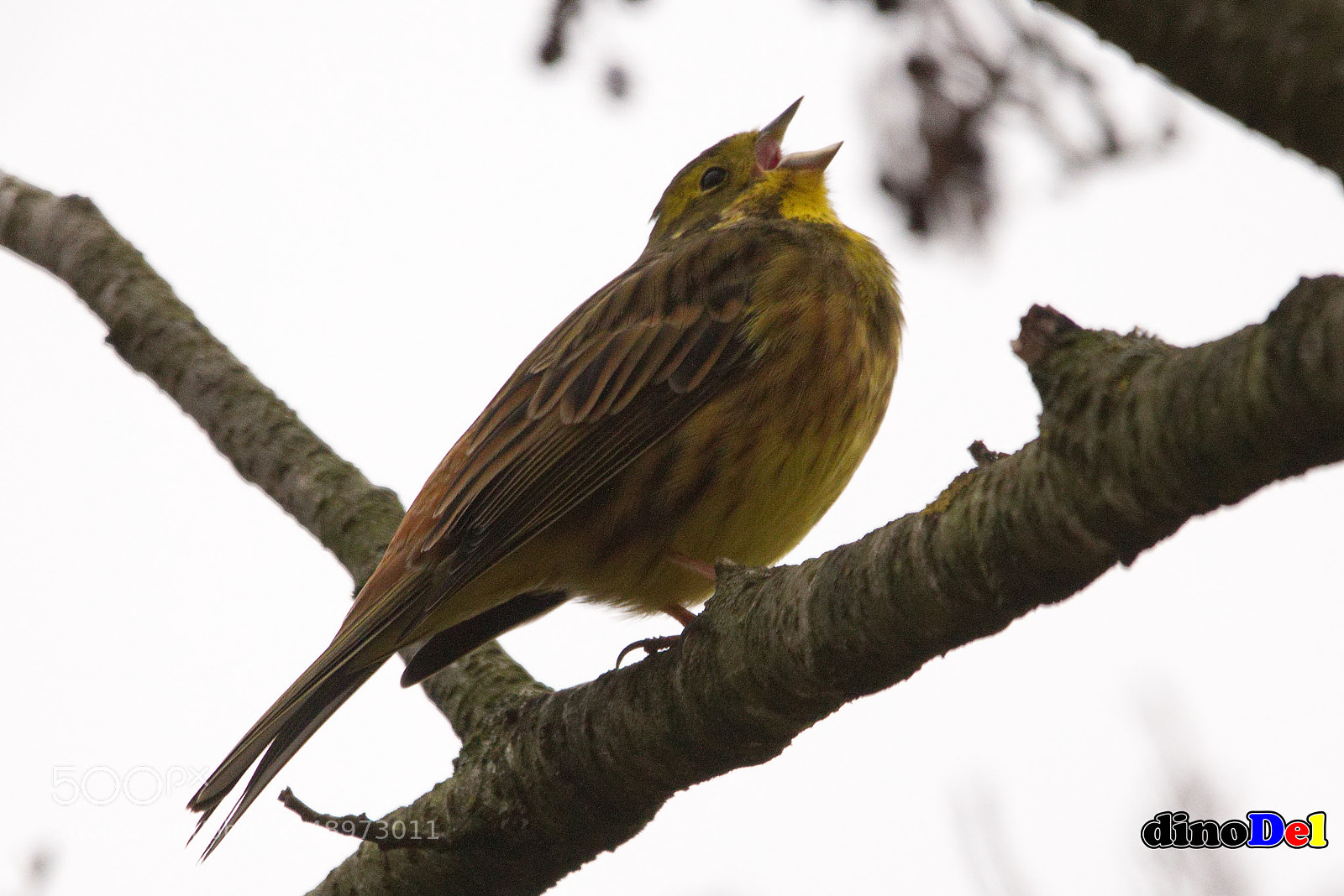 Canon EOS 700D (EOS Rebel T5i / EOS Kiss X7i) sample photo. Singing bird photography