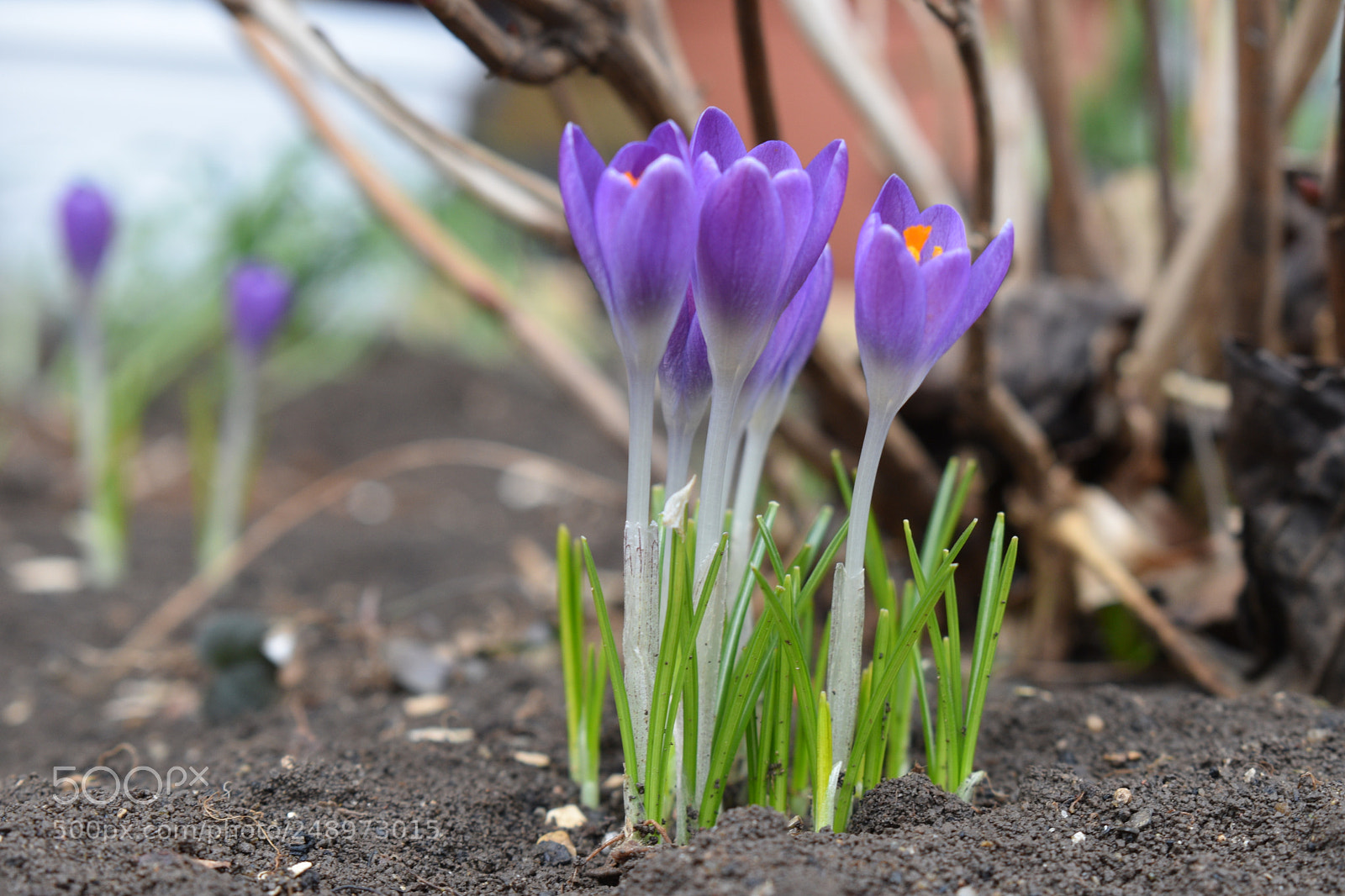 Nikon D5600 sample photo. Crocus photography