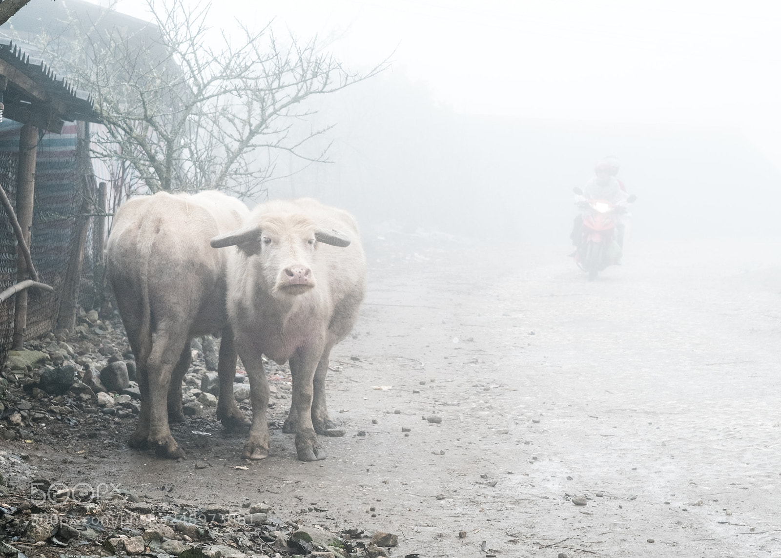 Fujifilm X-Pro2 sample photo. White water buffalo photography