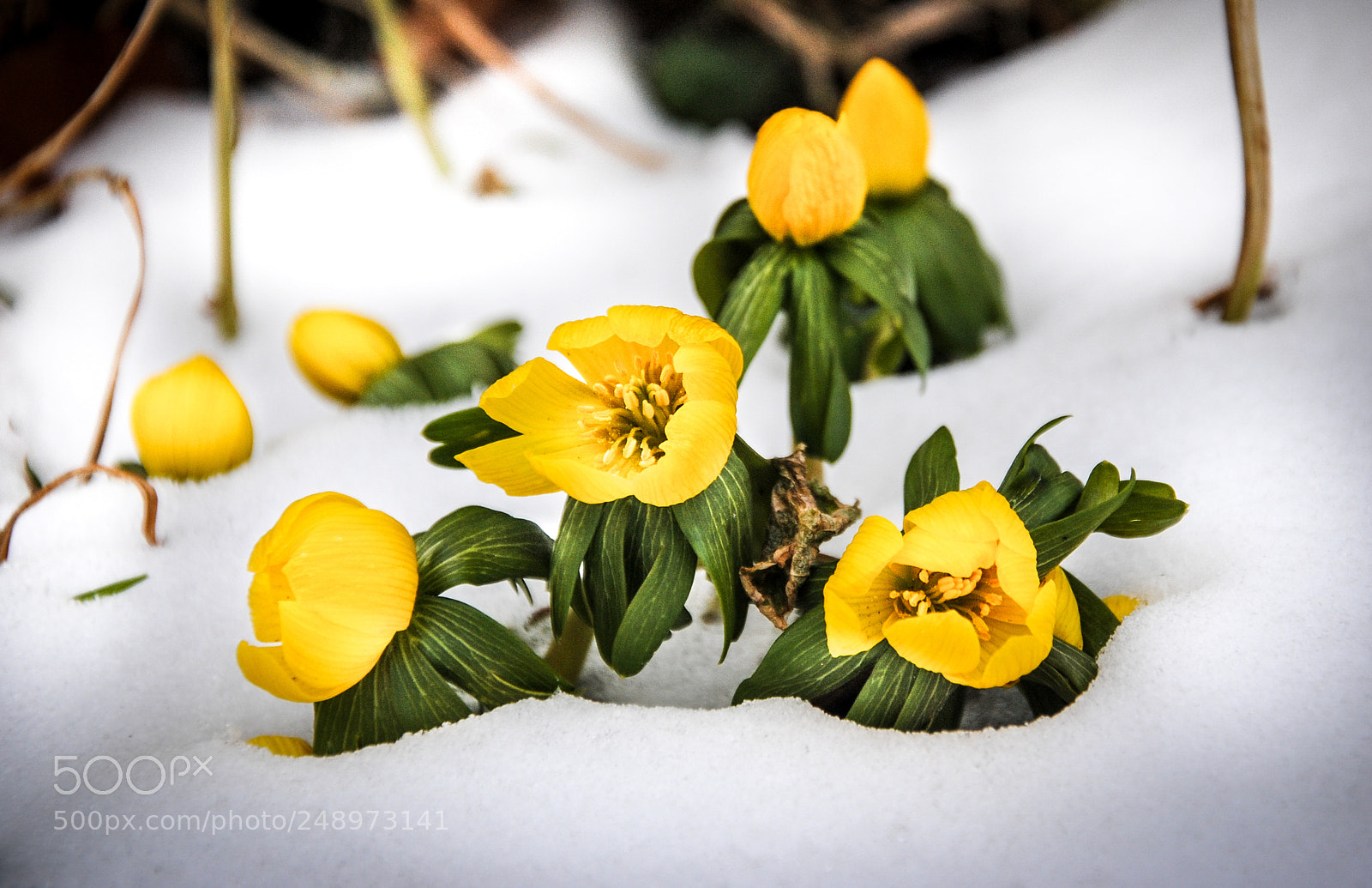 Nikon D3000 sample photo. Flower photography