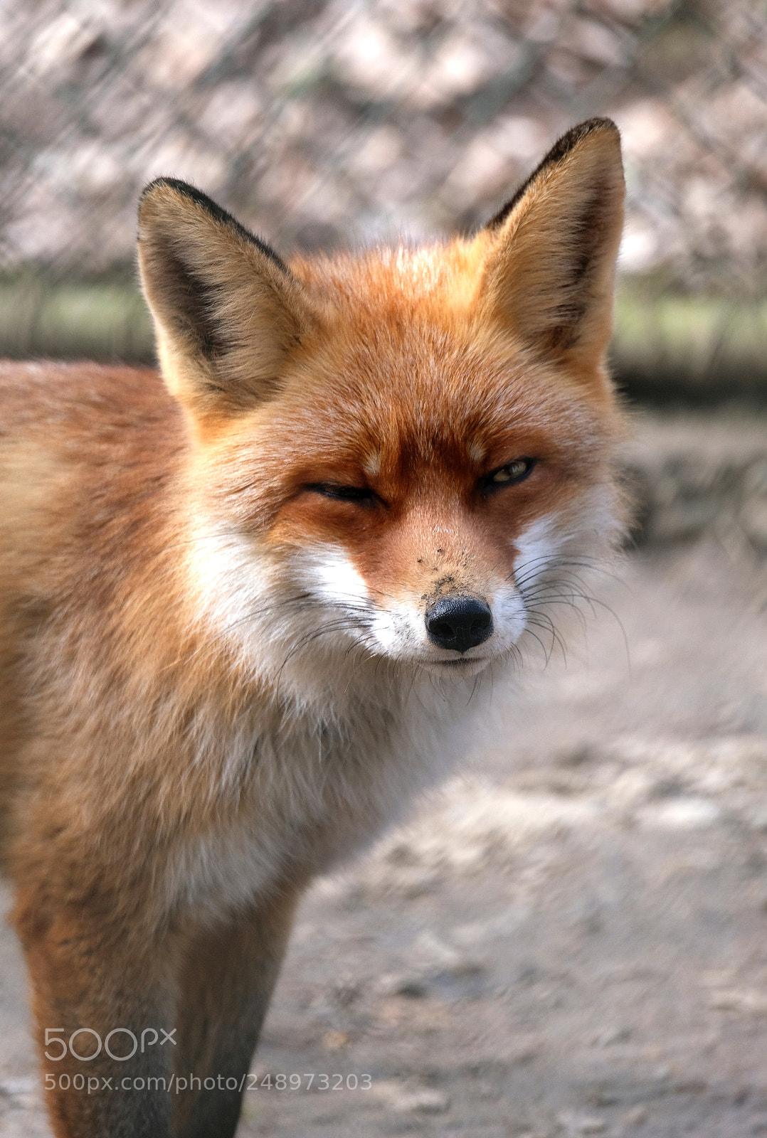 Fujifilm X-T20 sample photo. Fox photography