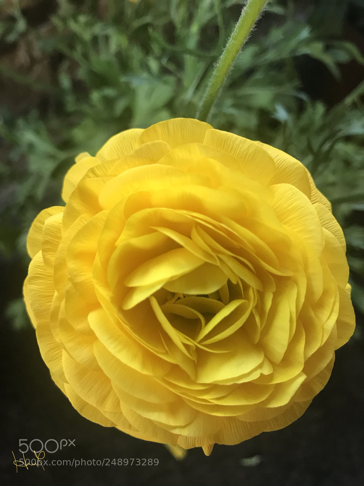Apple iPhone 7 Plus sample photo. Yellow rose photography