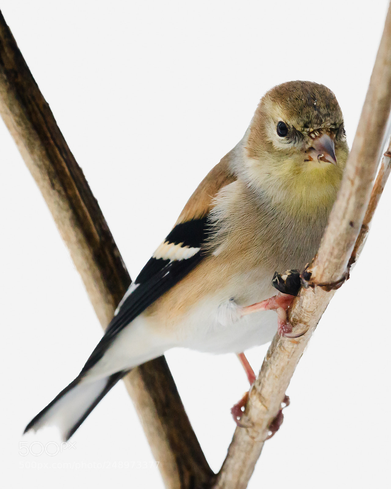 Canon EOS 7D Mark II sample photo. American goldfinch photography