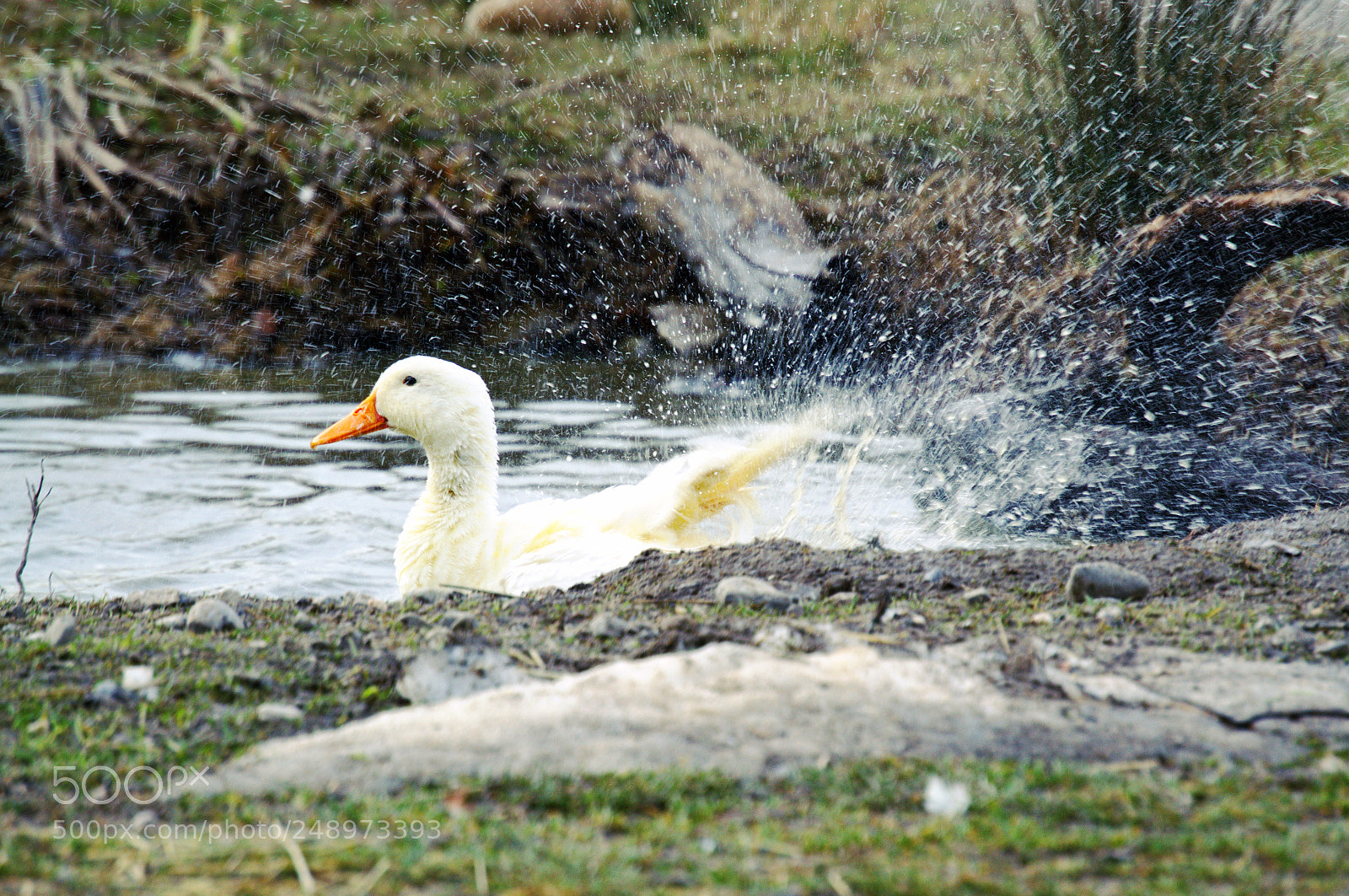 Nikon D3100 sample photo. Wasserwerfer photography