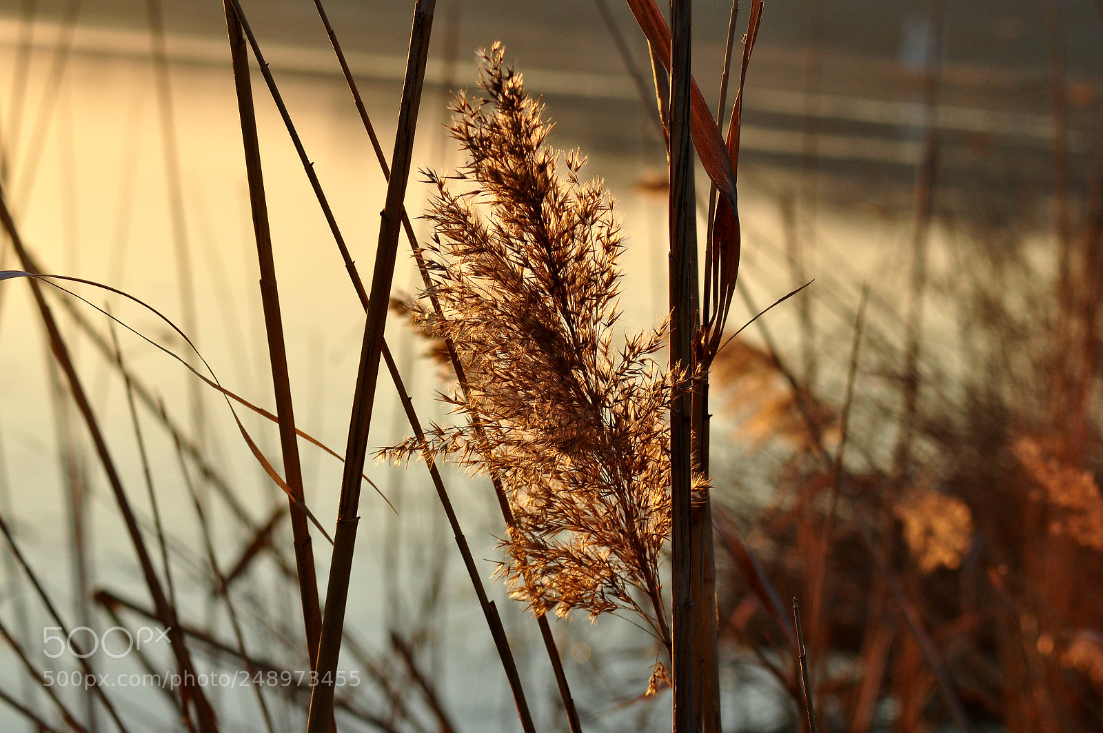 Nikon D5000 sample photo. Untitled photography