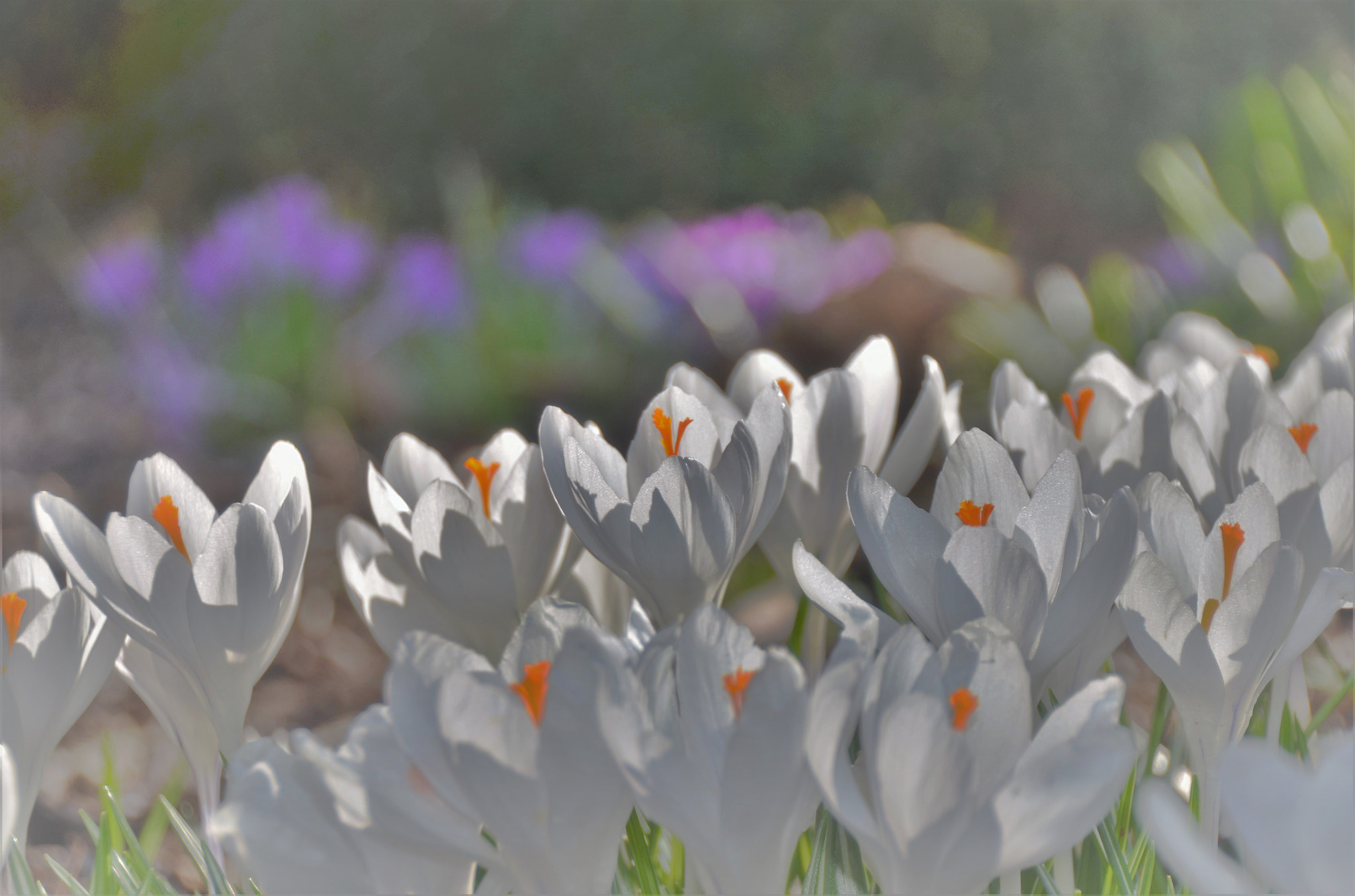 Nikon D7000 sample photo. Hello spring ! photography