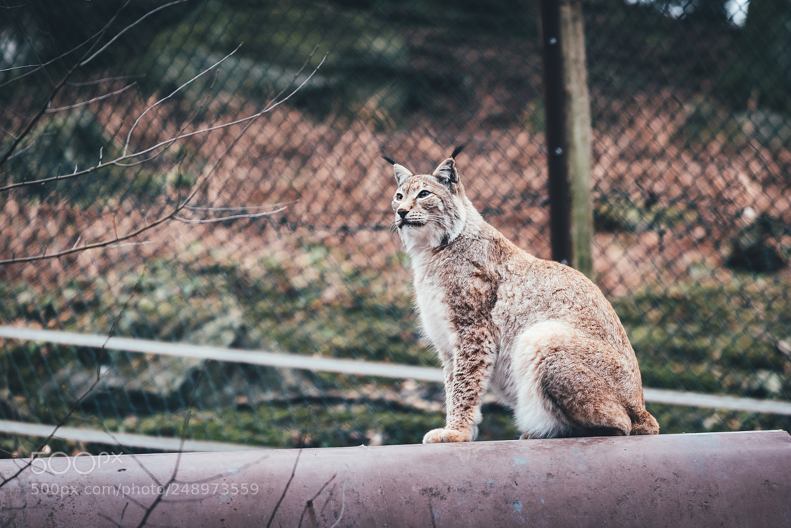 Nikon D750 sample photo. Lynx lynx 70/365 (animals) photography