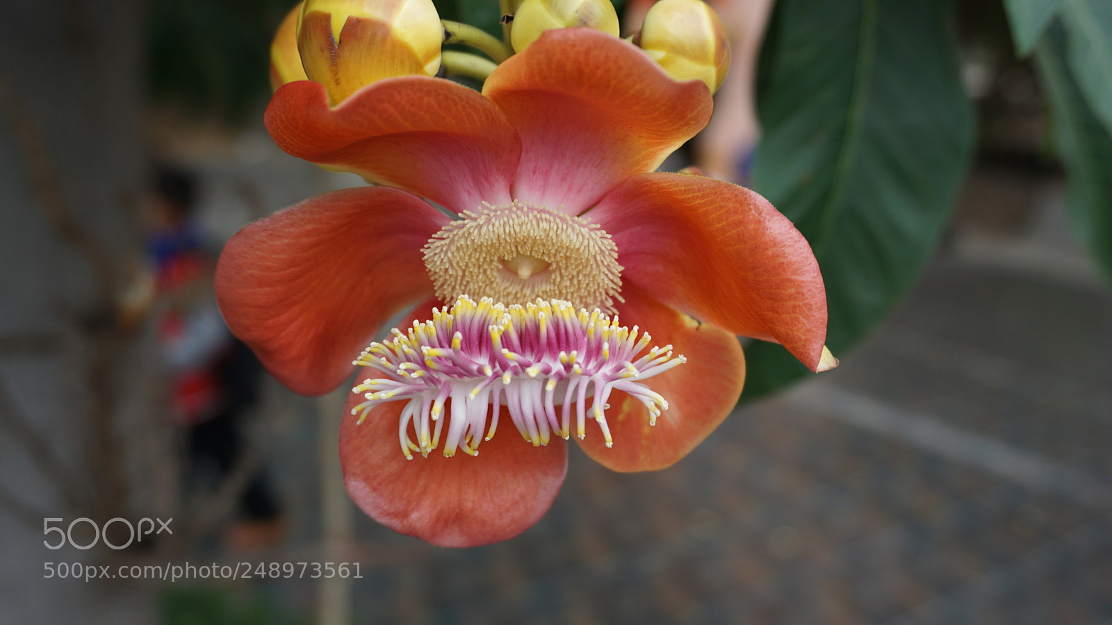 Sony a6000 sample photo. Dsc photography