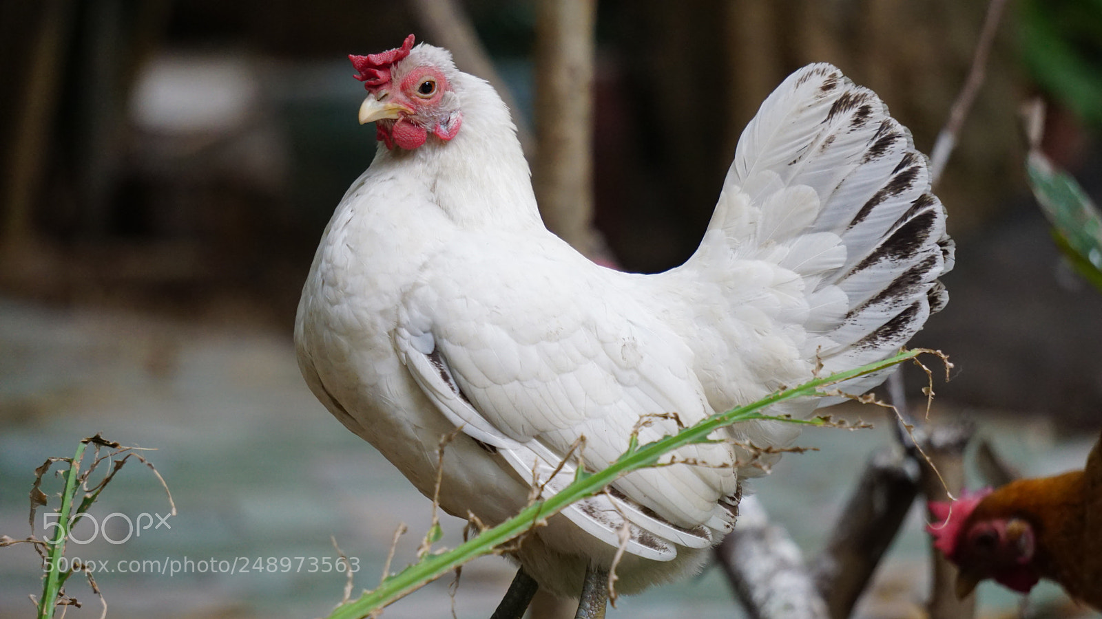Sony a6000 sample photo. Dsc photography