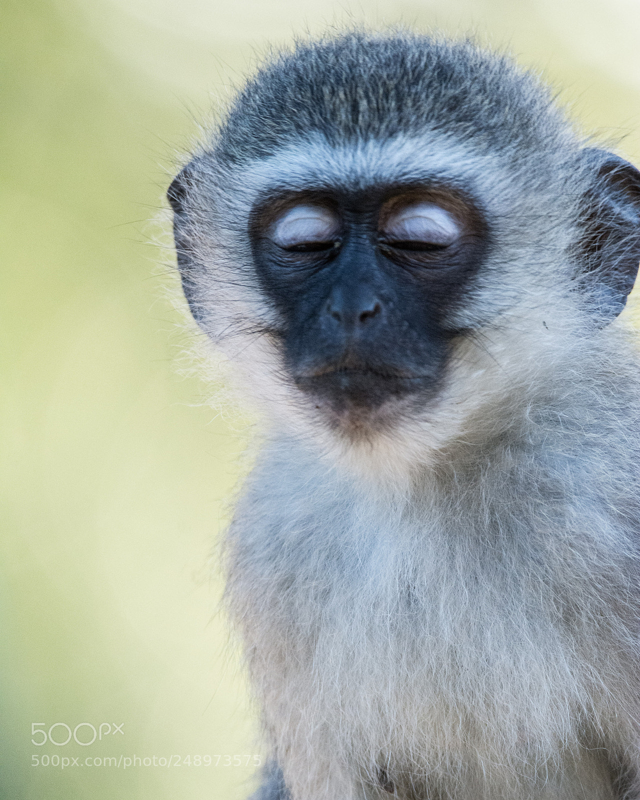 Nikon D7100 sample photo. Monkey meh photography