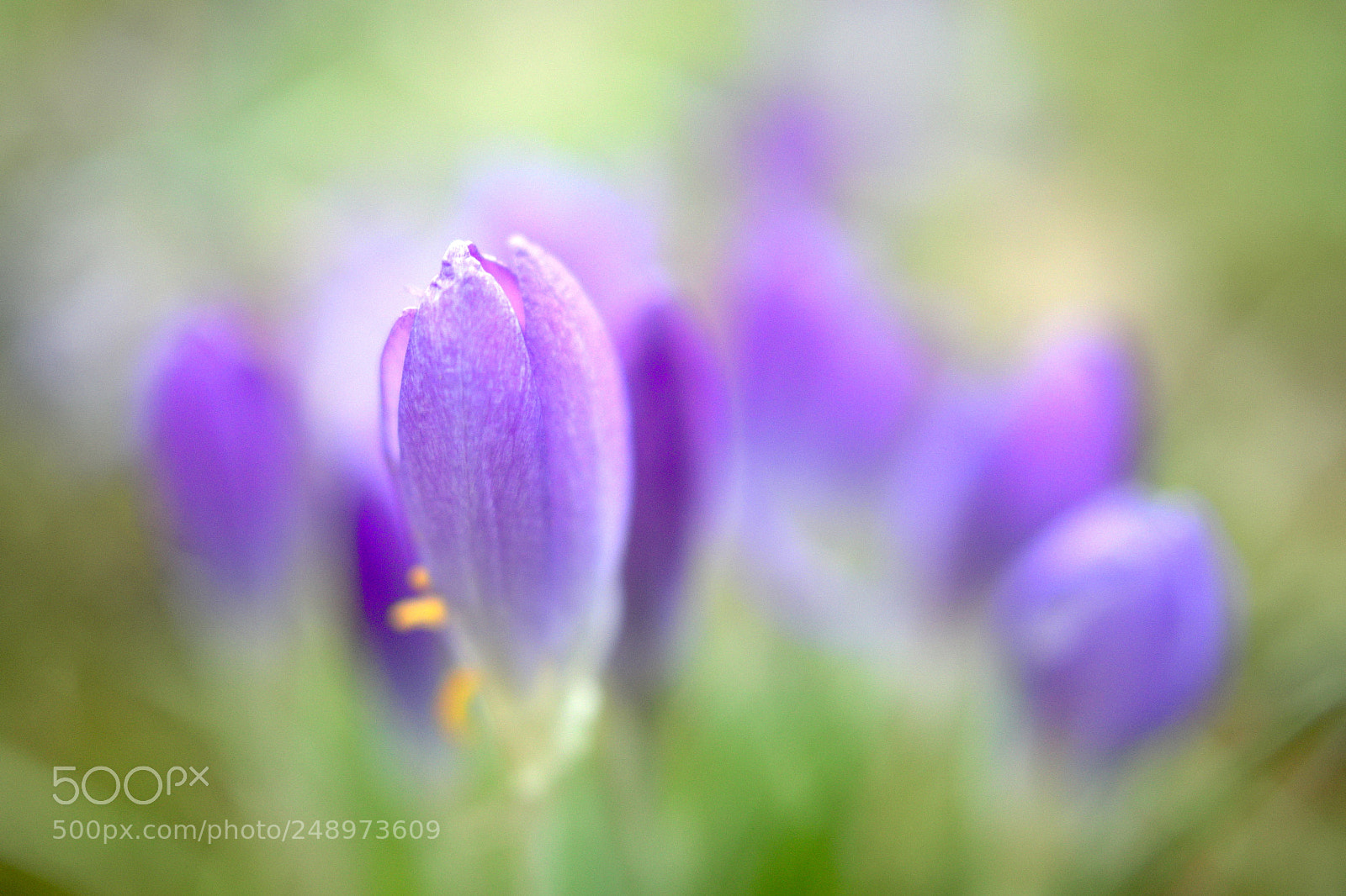 Olympus PEN E-PL5 sample photo. Imagine spring photography