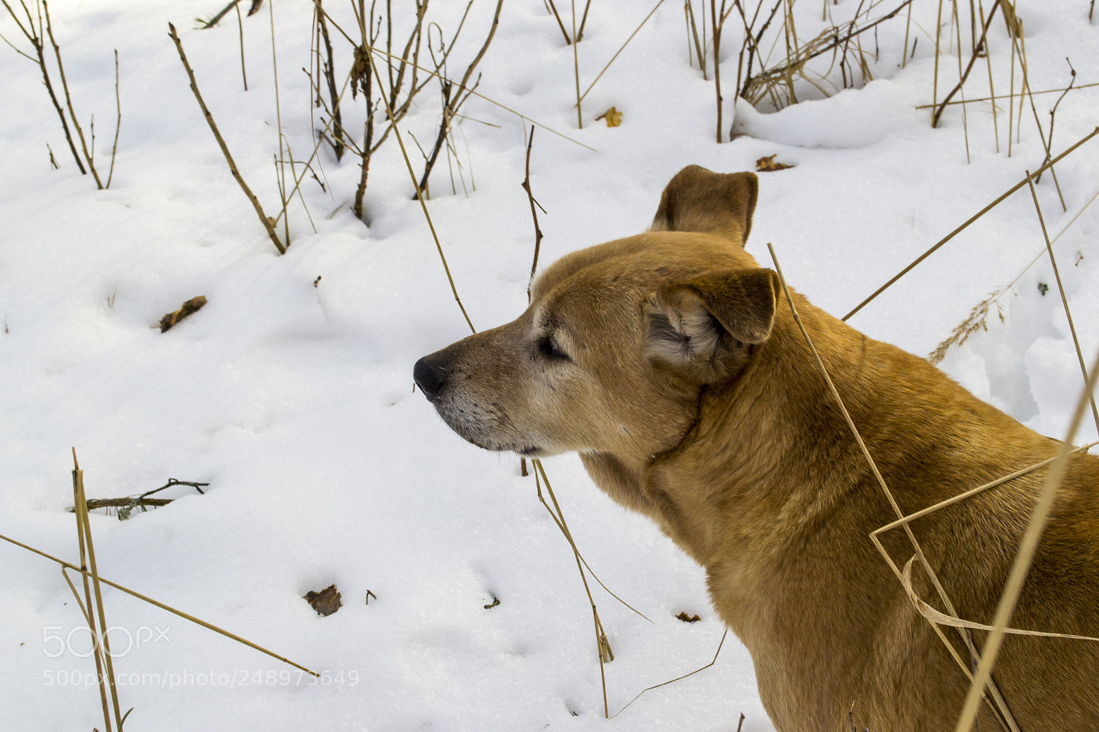 Nikon D3100 sample photo. пес Ярик photography