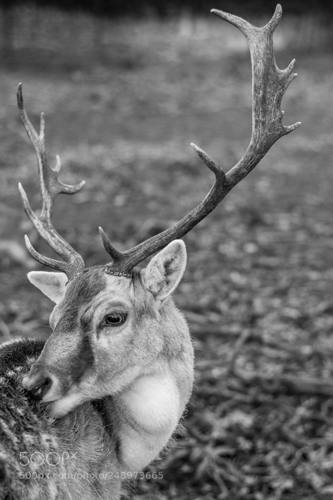 Nikon D7100 sample photo. Brocard photography