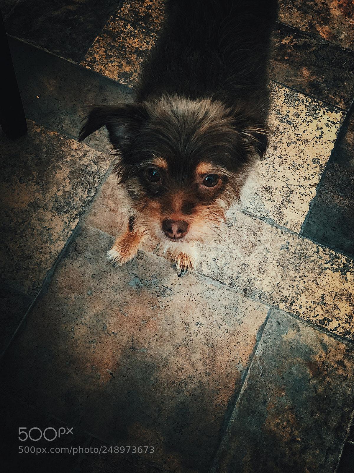 Apple iPhone X sample photo. Oh hai doggy photography