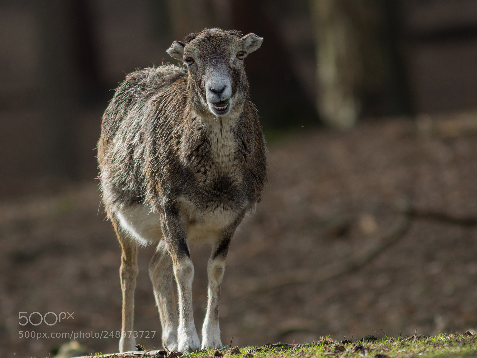 Olympus OM-D E-M1 sample photo. Wildschaf photography