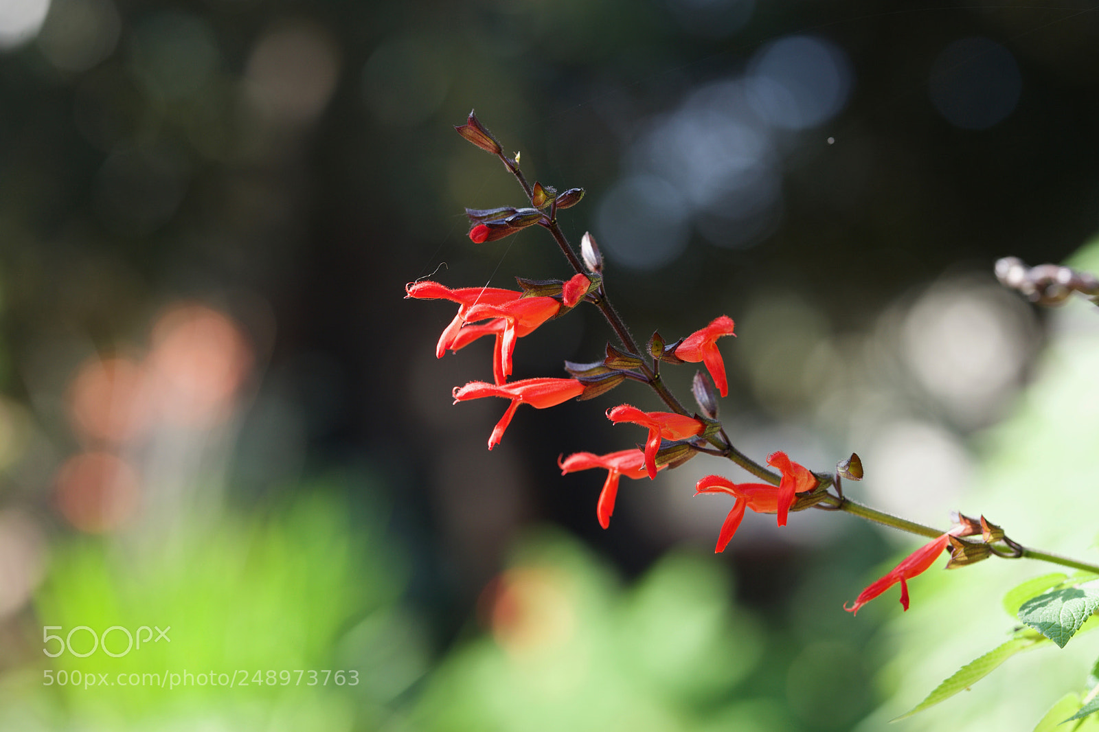 Sony a7 sample photo. Spring forward photography