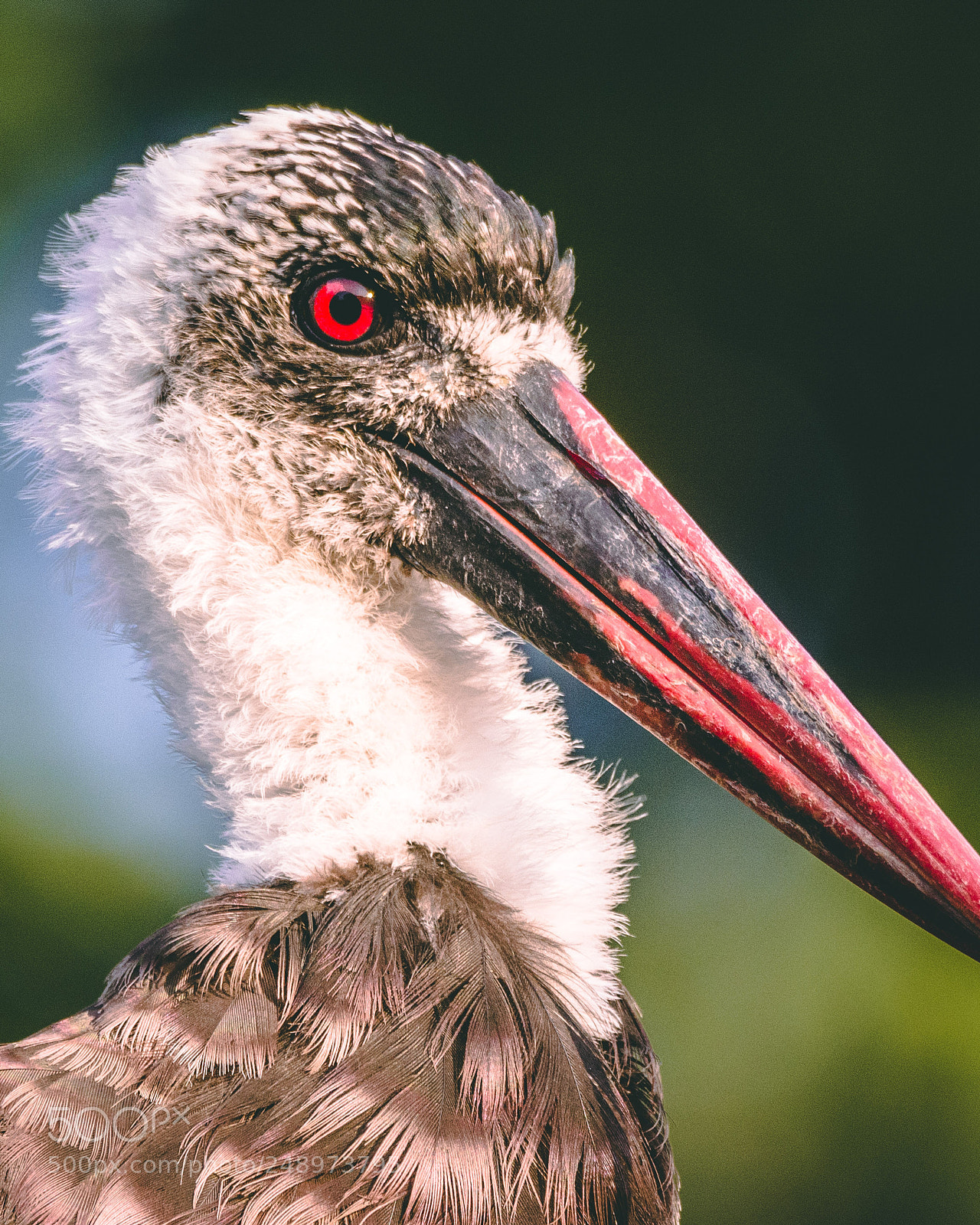 Nikon D7100 sample photo. Woolly necked stork photography