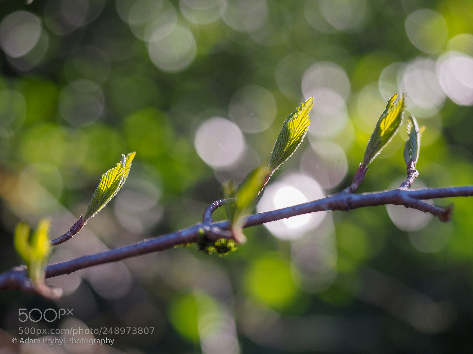Olympus OM-D E-M5 II sample photo. Finally! photography