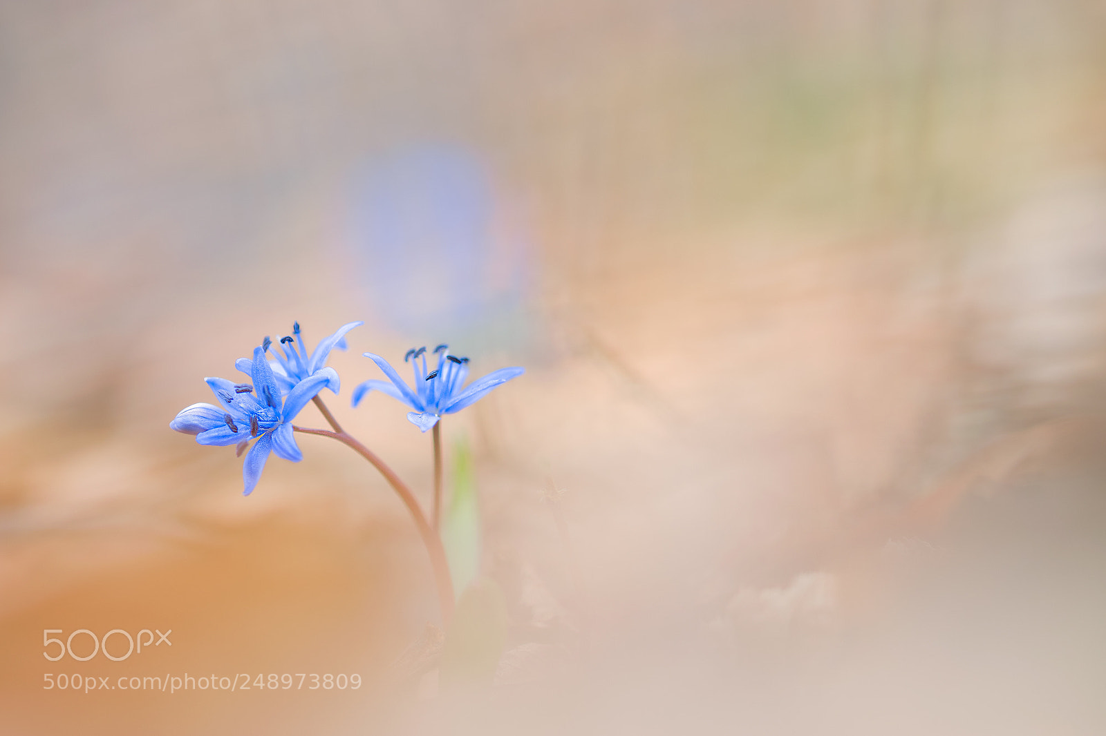 Nikon D5300 sample photo. Blaustern photography