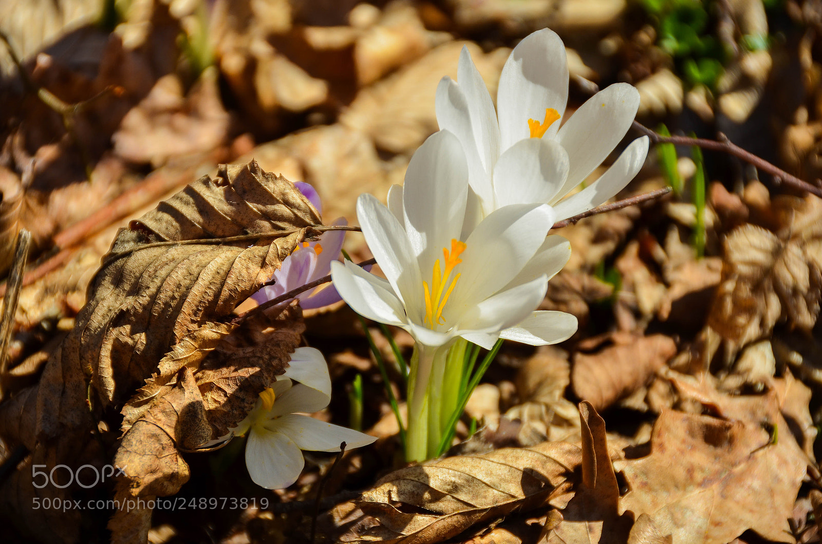 Nikon D7000 sample photo. Yes.......it is spring time photography