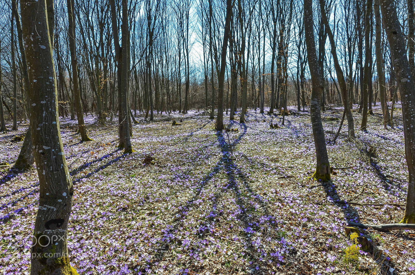 Nikon D7000 sample photo. Yes.......it is spring time photography