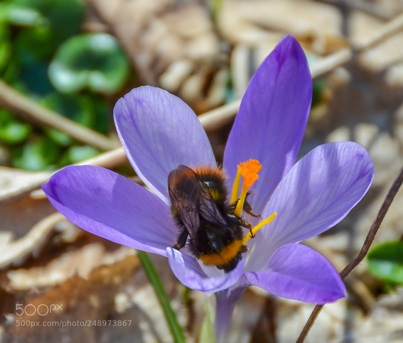 Nikon D7000 sample photo. Yes.......it is spring time photography