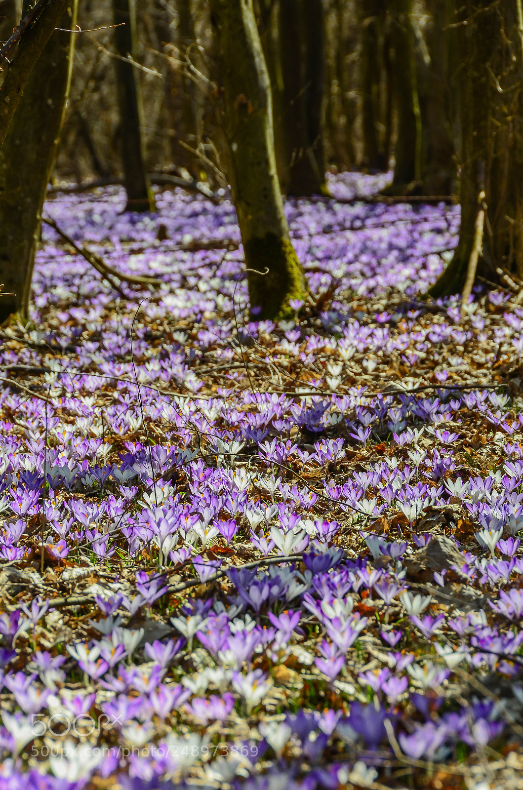 Nikon D7000 sample photo. Yes.......it is spring time photography