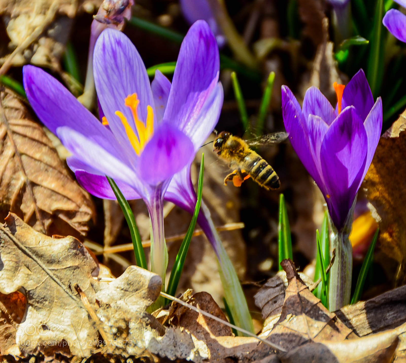 Nikon D7000 sample photo. Yes.......it is spring time photography