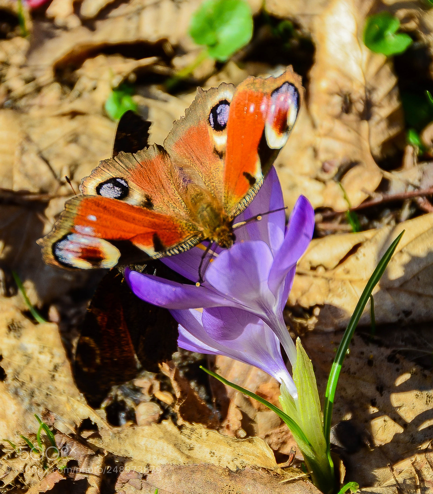 Nikon D7000 sample photo. Yes.......it is spring time photography