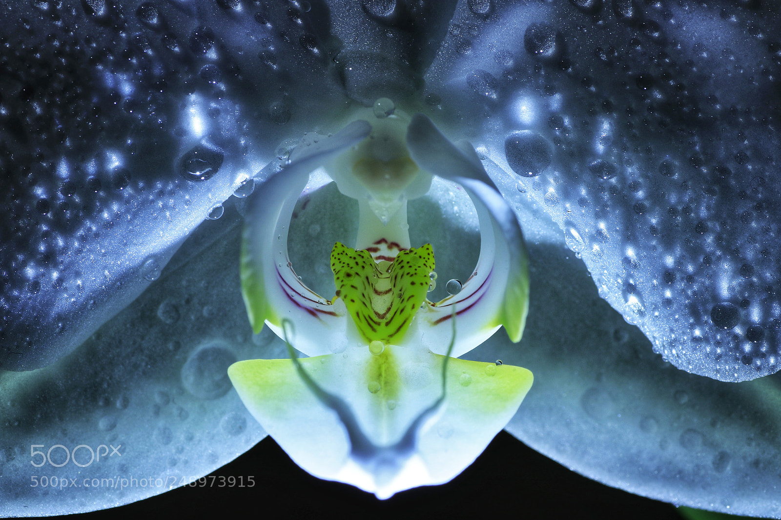 Canon EOS 80D sample photo. Alien photography