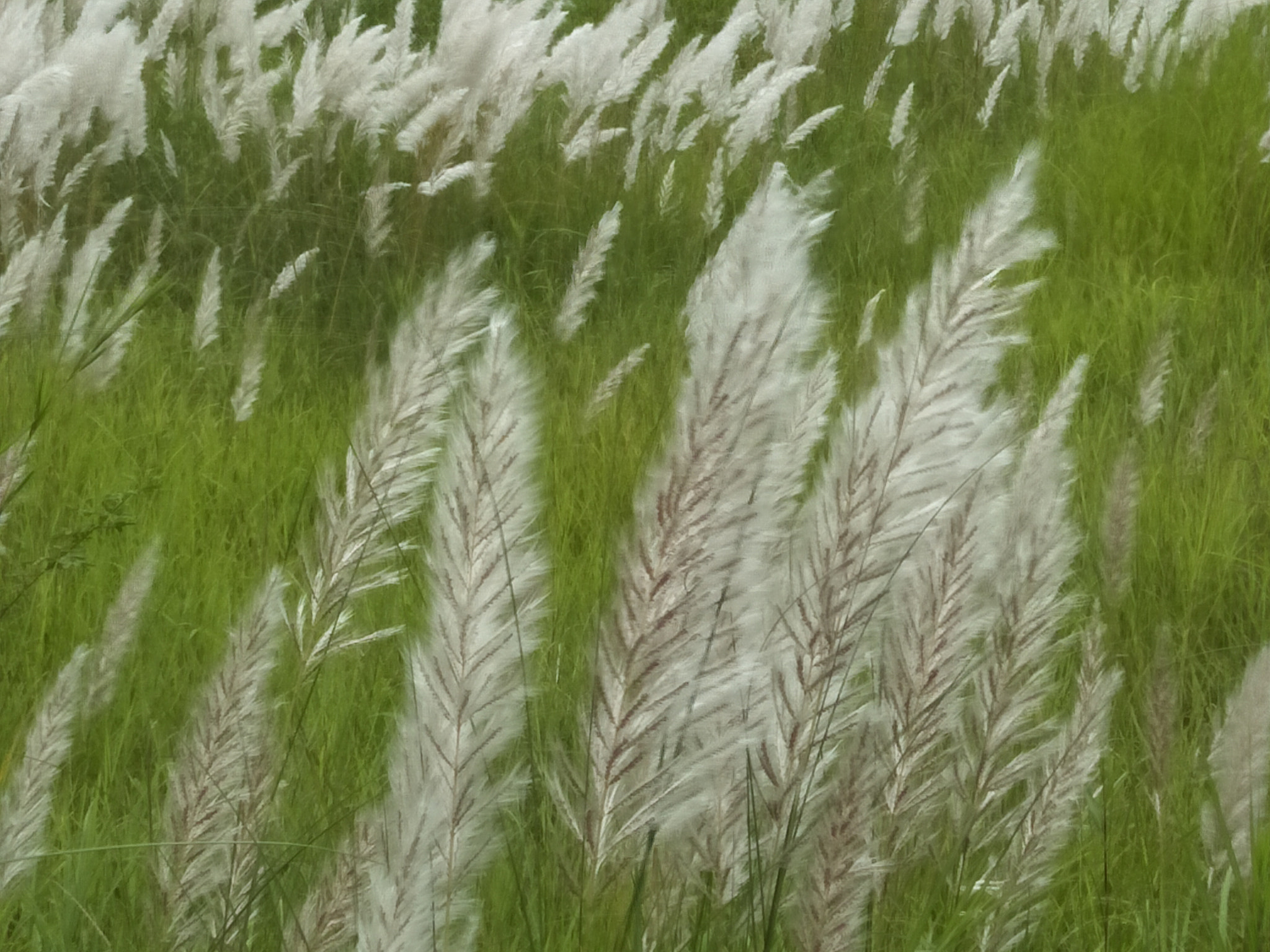OPPO CPH1701 sample photo
