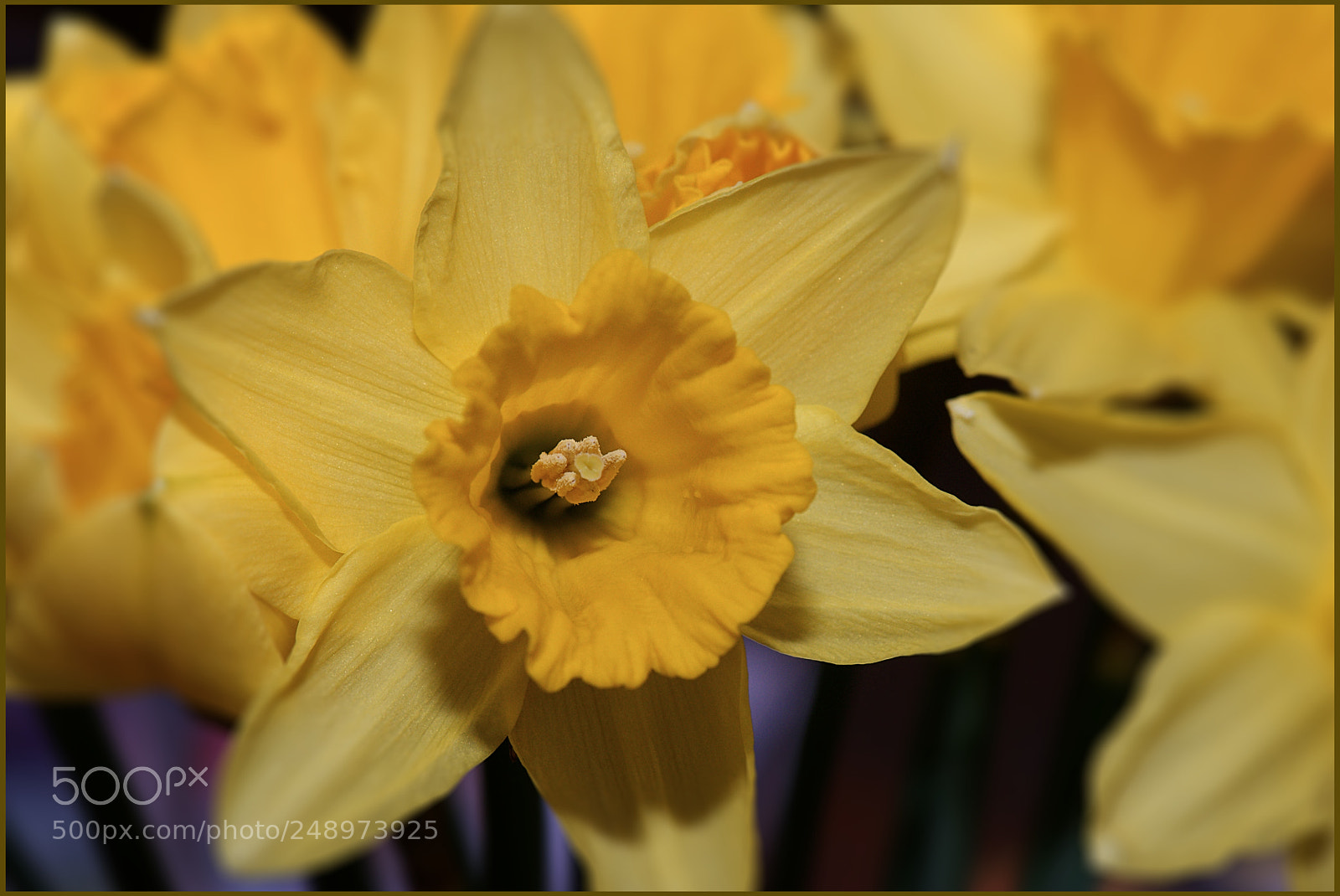 Nikon D610 sample photo. Daffodils photography