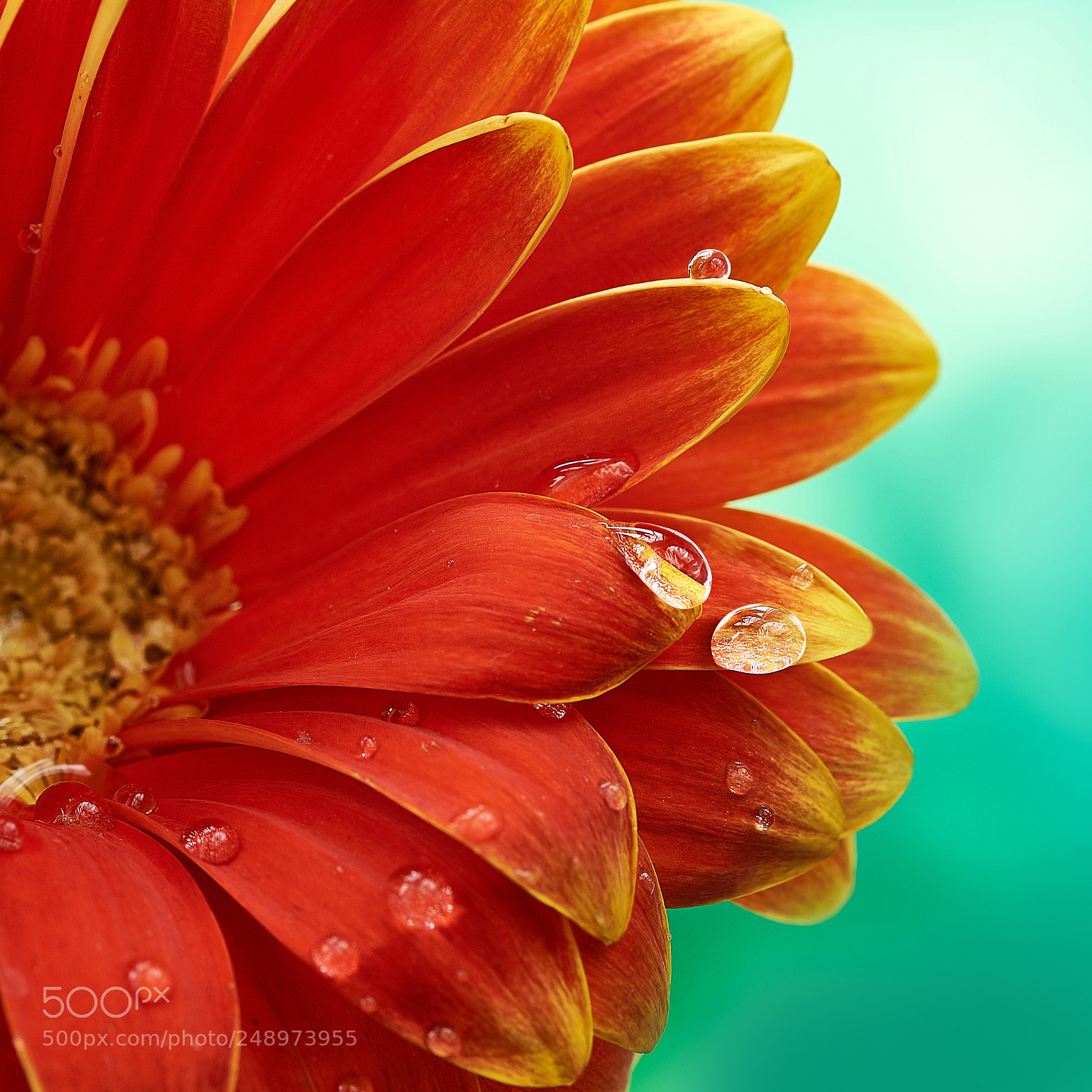 Nikon D750 sample photo. Beautiful orange flower gerbera photography