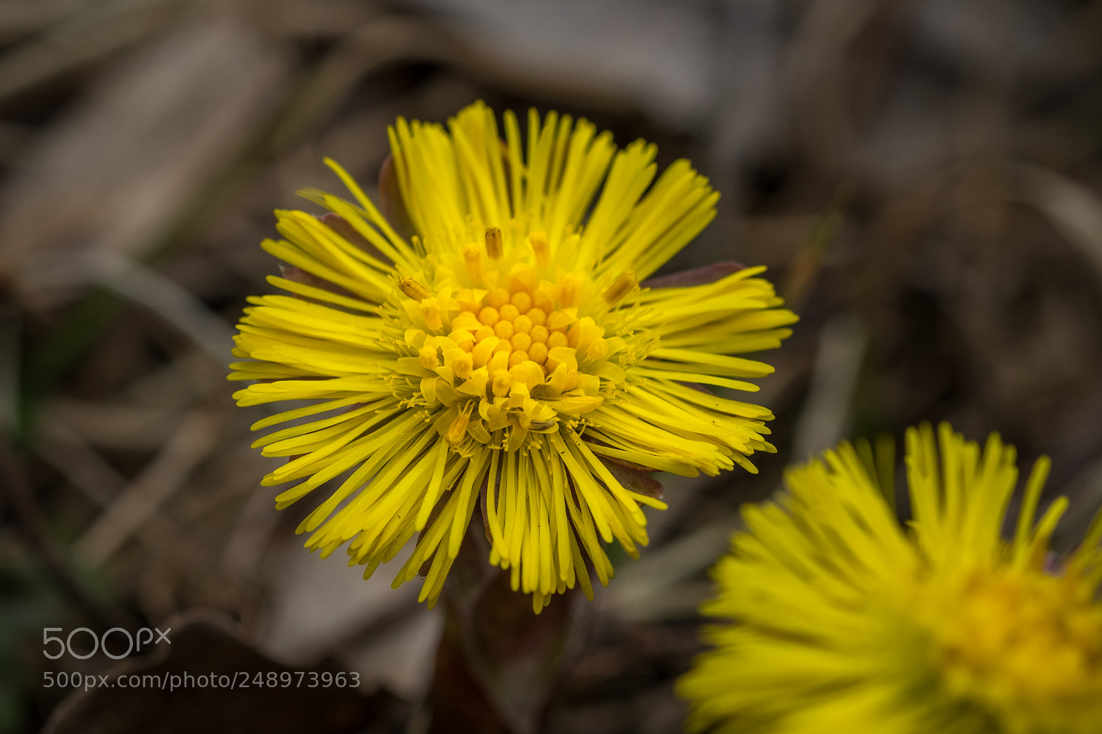 Fujifilm X-T1 sample photo. Huflattich (tussilago farfara) photography
