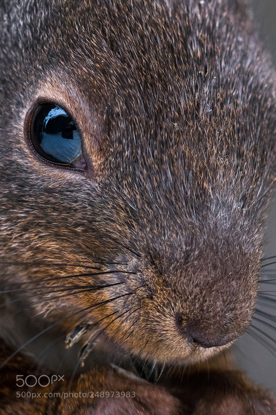 Nikon D500 sample photo. I see you! photography