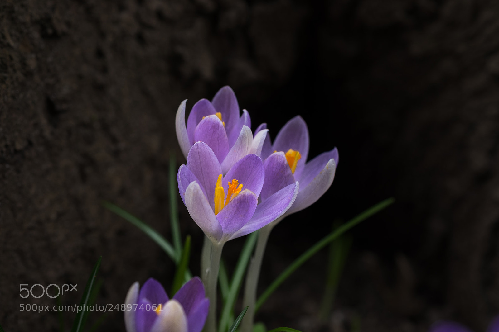 Fujifilm X-T1 sample photo. Krokusse photography