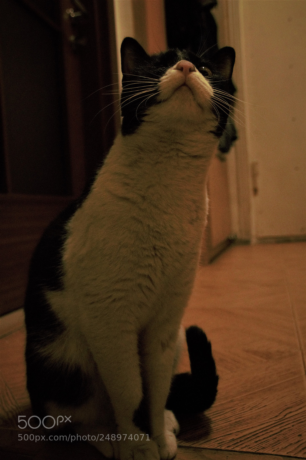 Canon EOS 700D (EOS Rebel T5i / EOS Kiss X7i) sample photo. One eyed cutest kitty photography