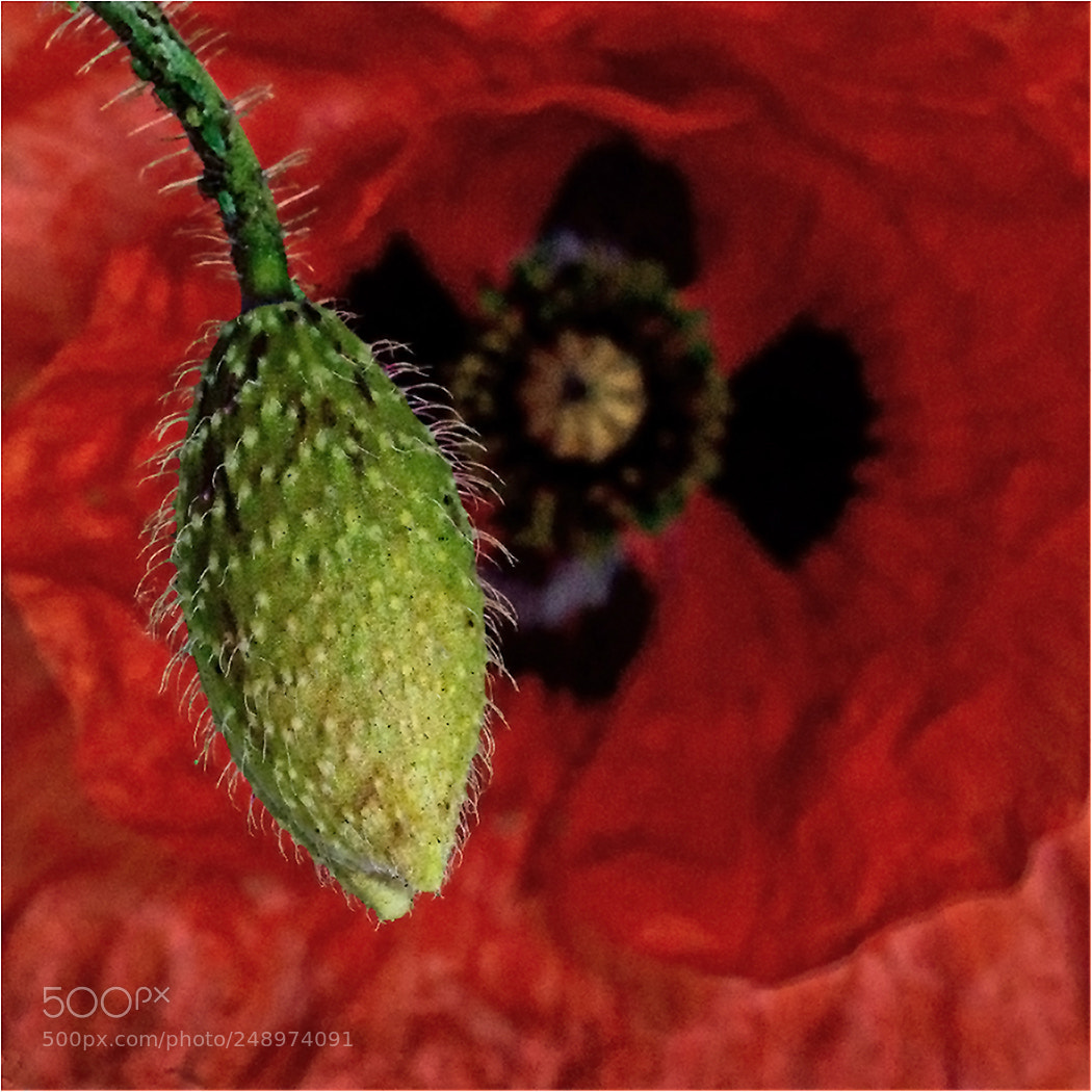 Nikon D610 sample photo. Poppy bud photography