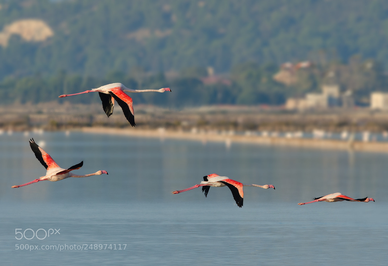 Nikon D7000 sample photo. Fly-mingos photography