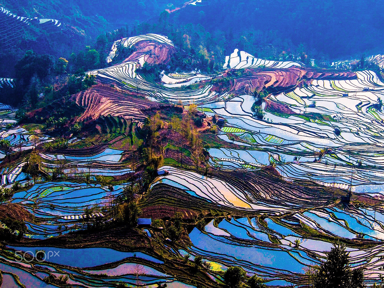 Olympus PEN E-P2 sample photo. Striking colors of the waterfilled rice terraces photography