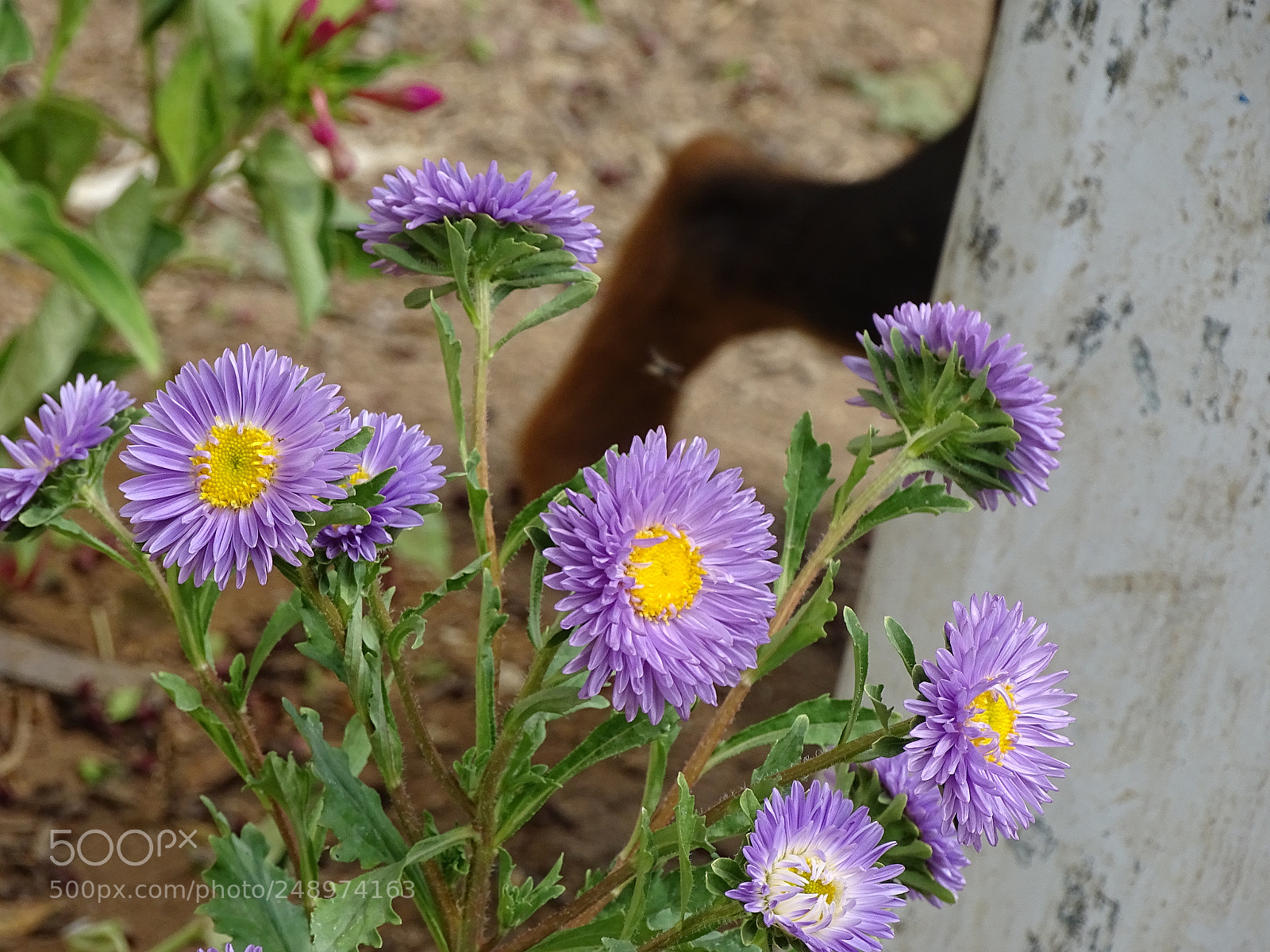 Sony Cyber-shot DSC-HX400V sample photo. Dsc photography