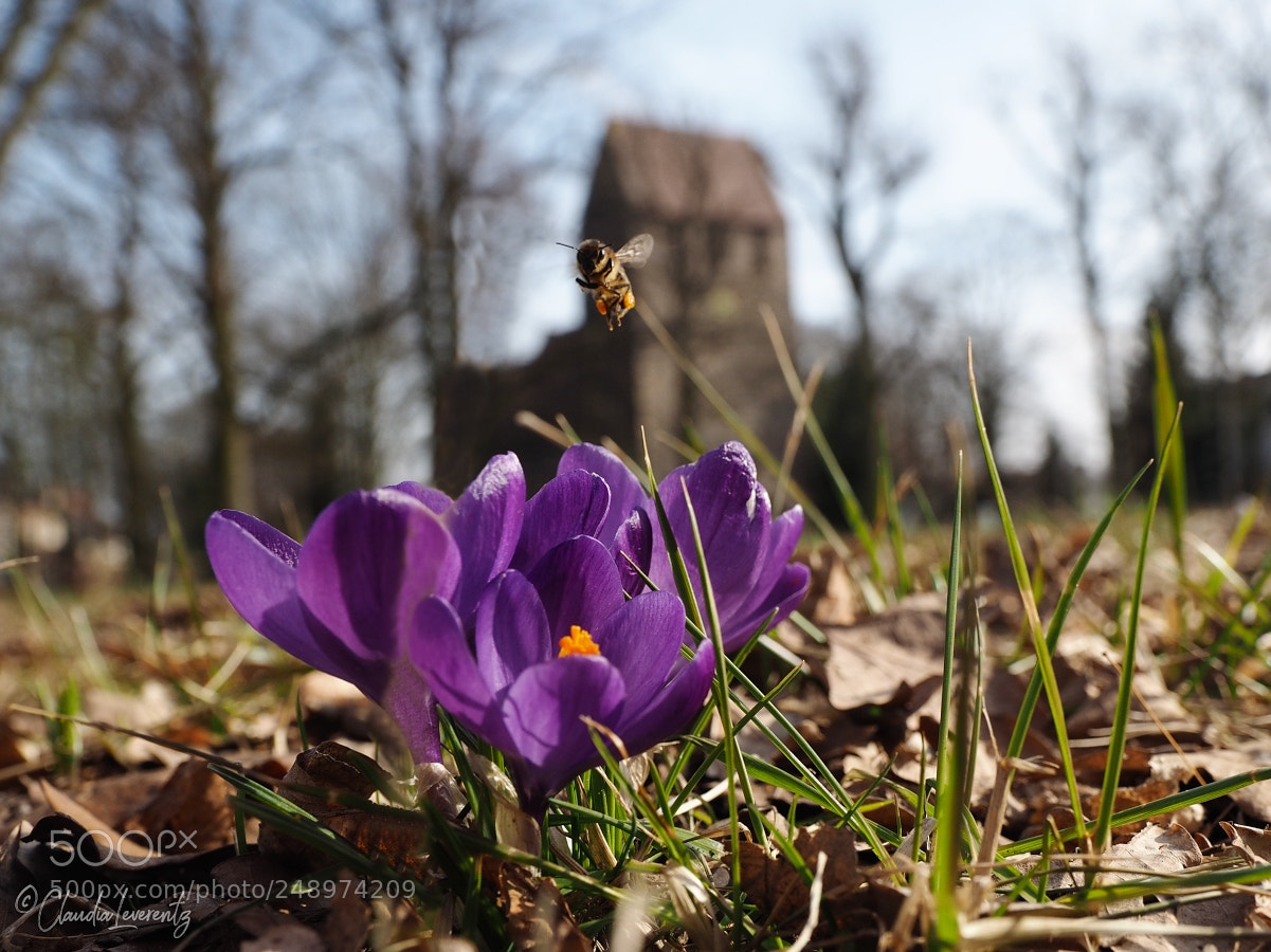 Olympus OM-D E-M1 sample photo. ... springtime ... photography
