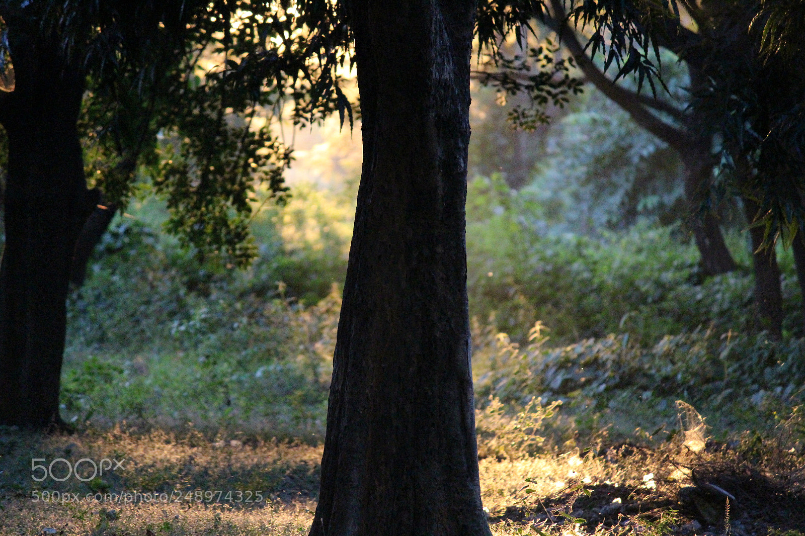 Canon EF-S 55-250mm F4-5.6 IS II sample photo. Untitled photography