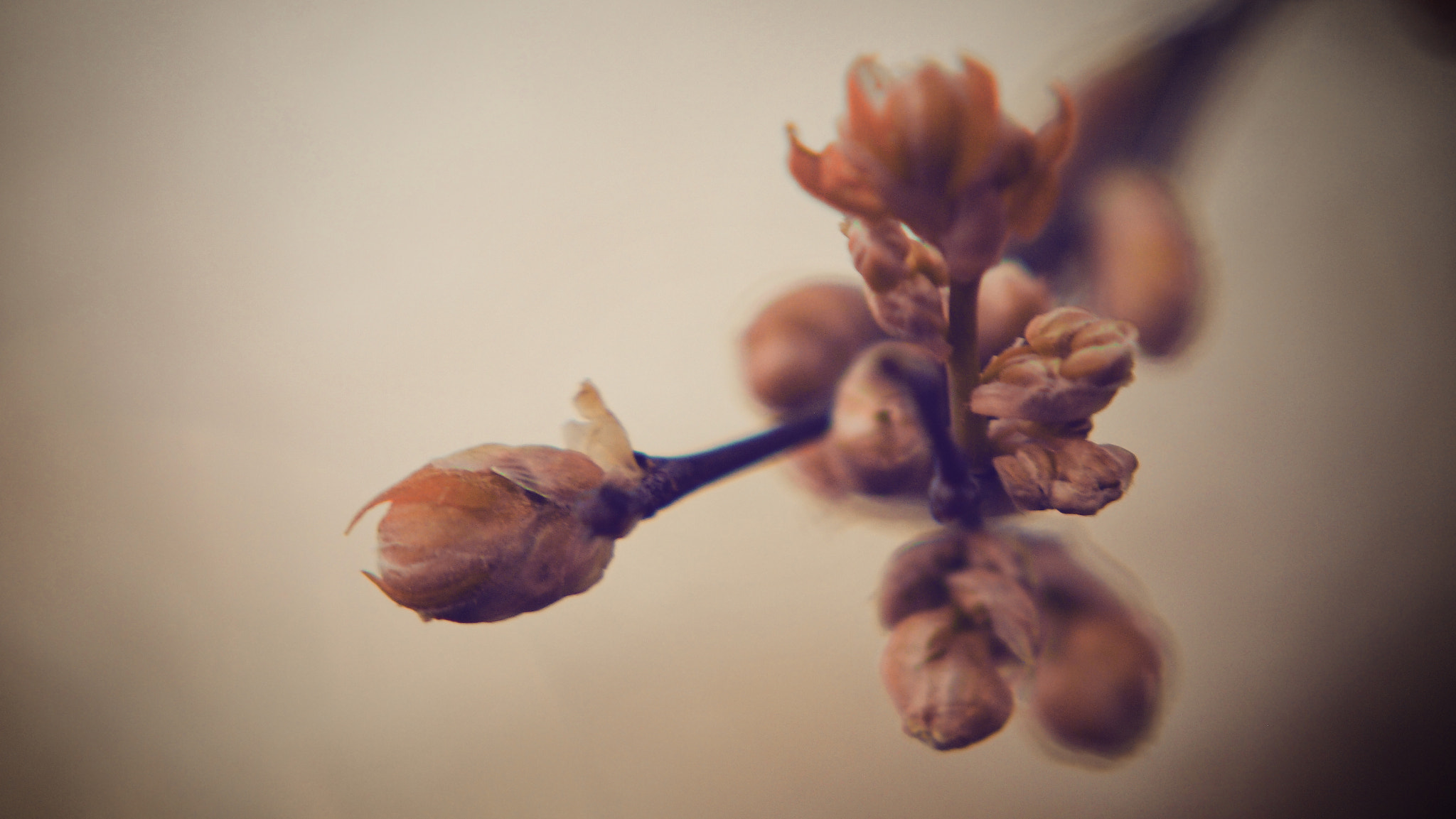 Olympus PEN E-P3 sample photo. Spring dreams photography