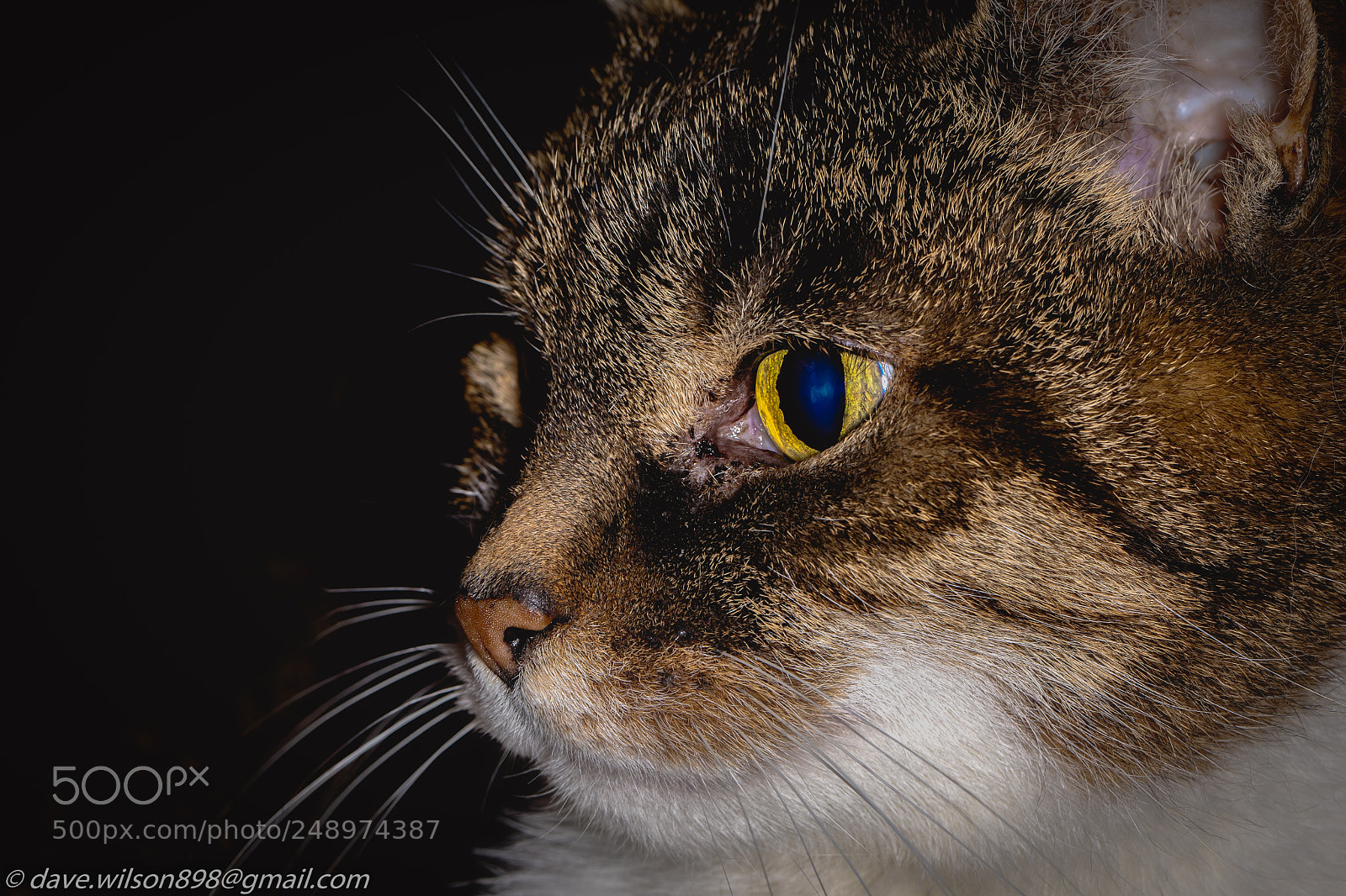 Canon EOS 5D Mark IV sample photo. My cat photography