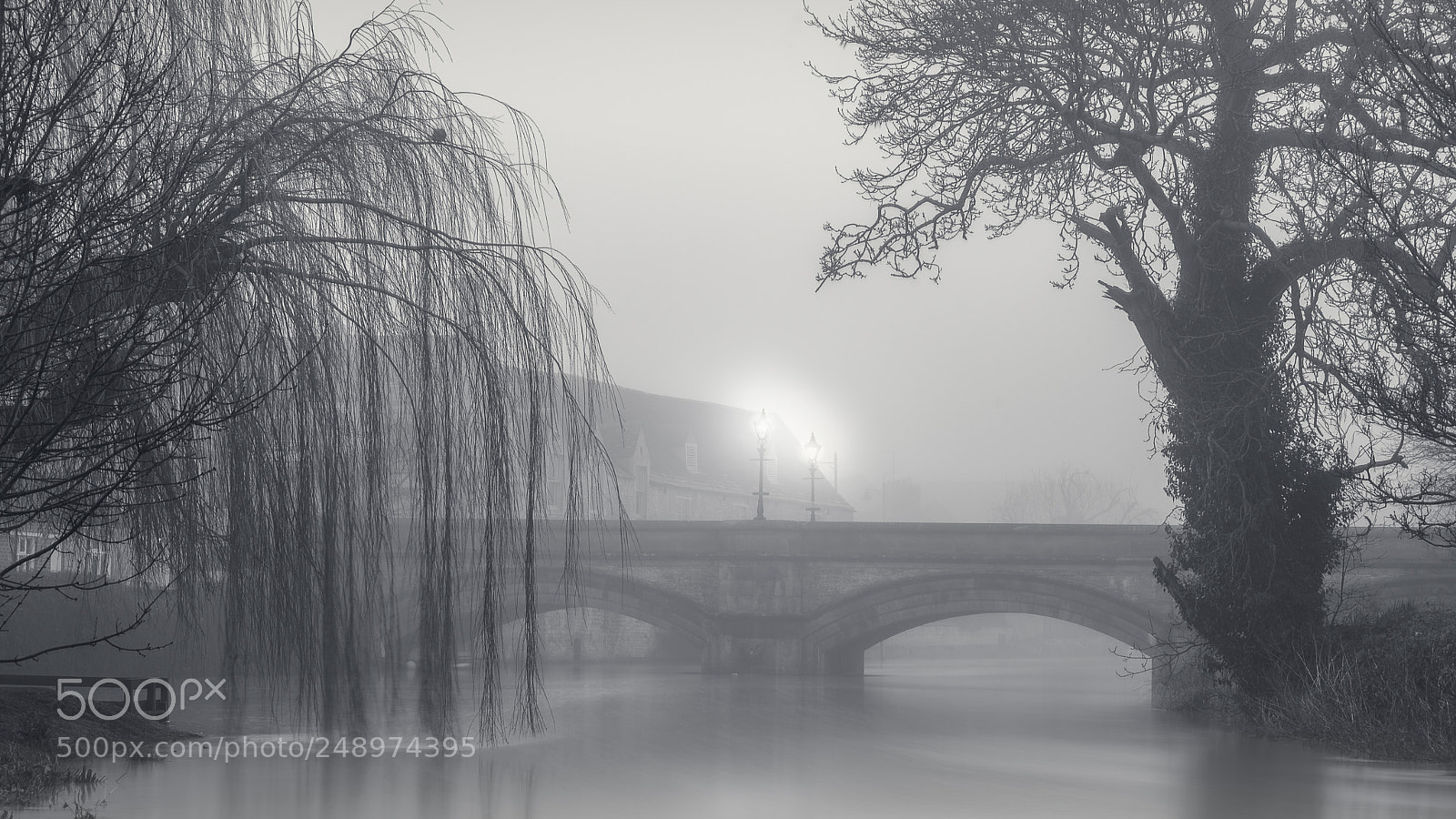 Sony a7 II sample photo. Dipping willow photography