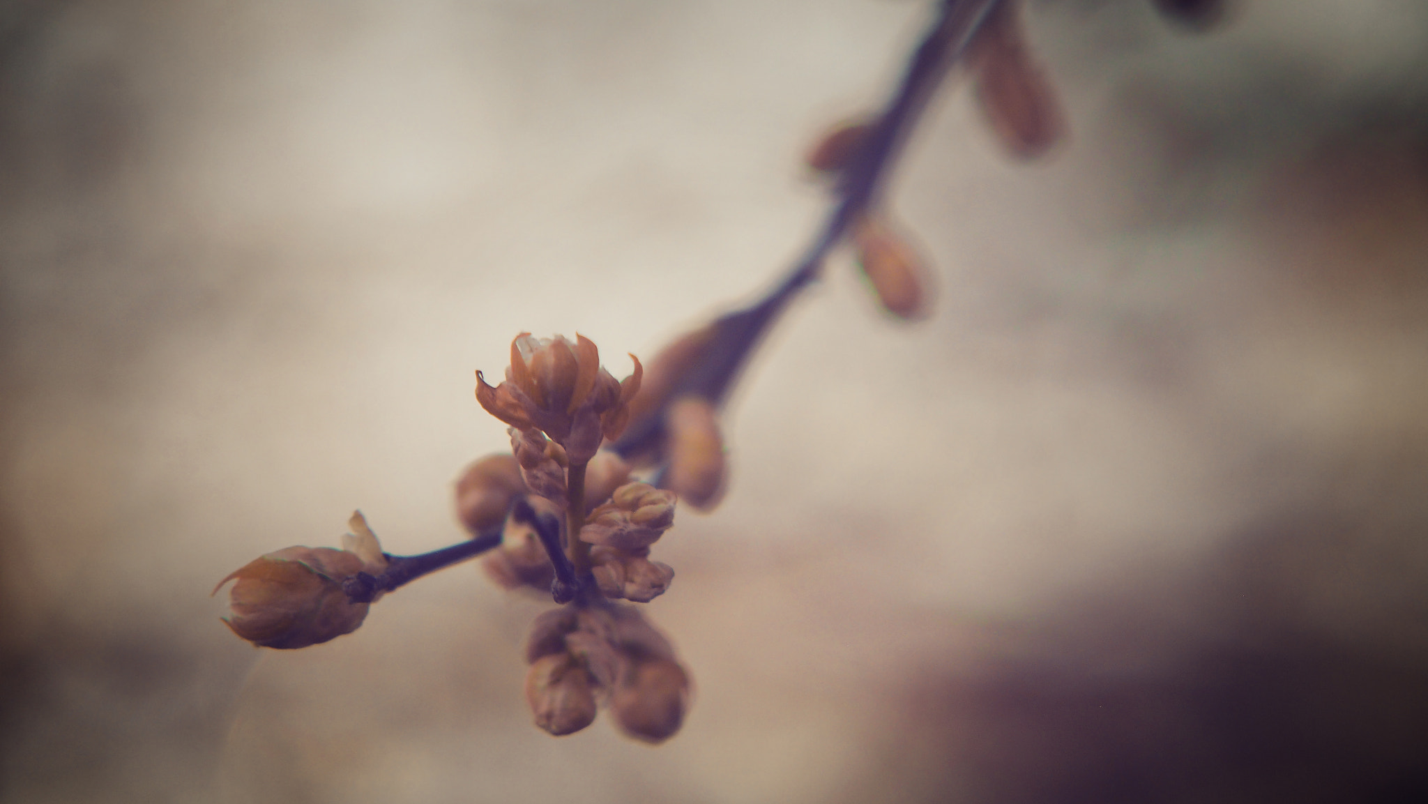 Olympus PEN E-P3 sample photo. Those new branches photography