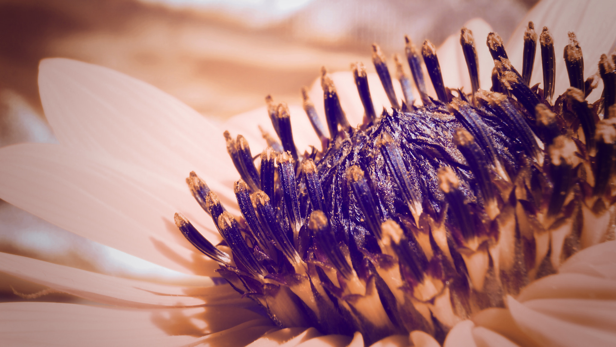 Olympus PEN E-P3 sample photo. Flower photography