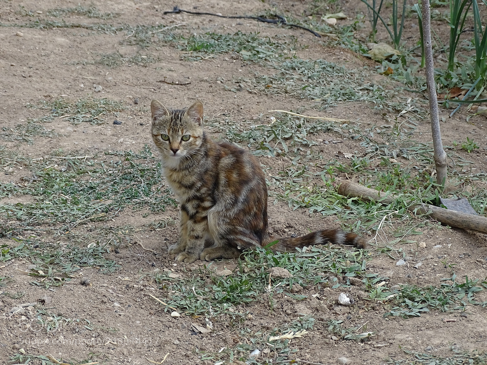 Sony Cyber-shot DSC-HX400V sample photo. Dsc photography