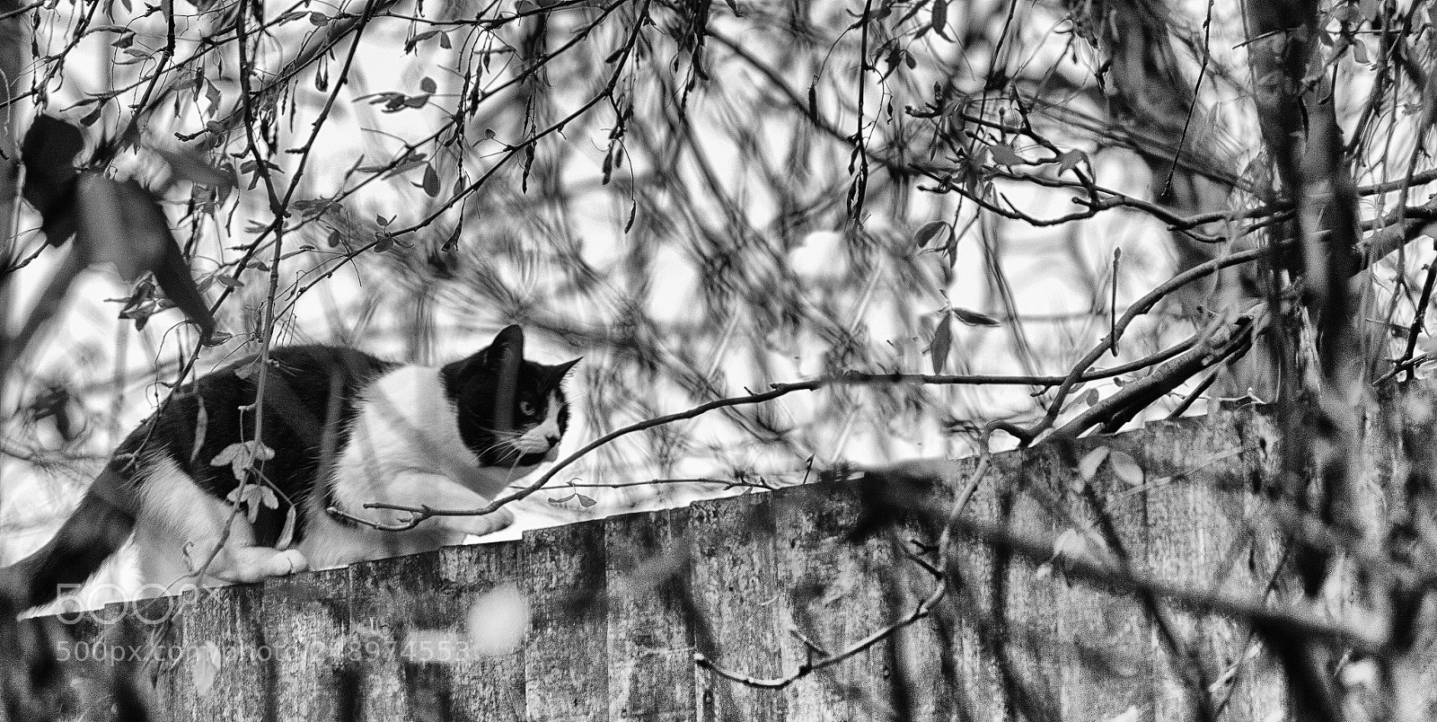 Canon EOS 600D (Rebel EOS T3i / EOS Kiss X5) sample photo. Stealthy ninja photography